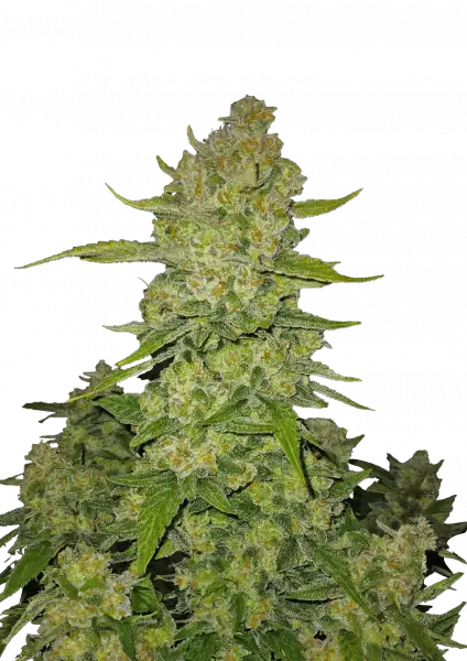 papaya_cookies_auto_front