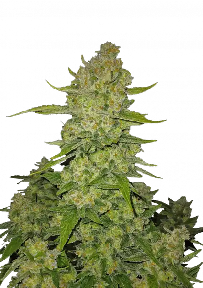 papaya_cookies_auto_front