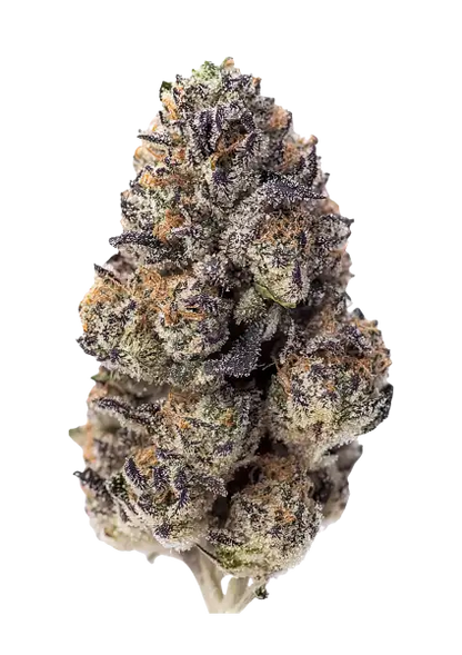 Papaya Sherbet Blüte von Fast Buds
