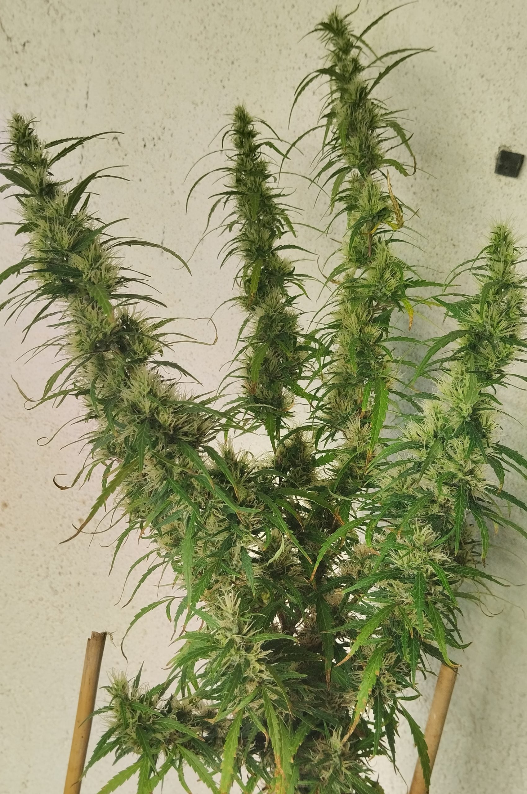 Papua New Guinea flowering