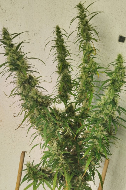 Papua New Guinea flowering