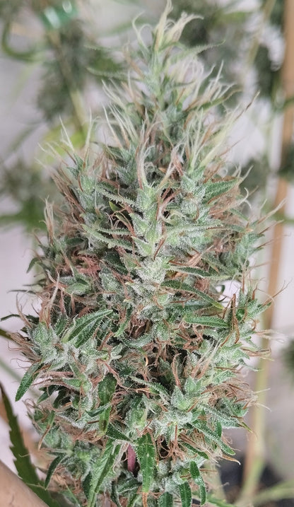 Papua New Guinea Bud trichome