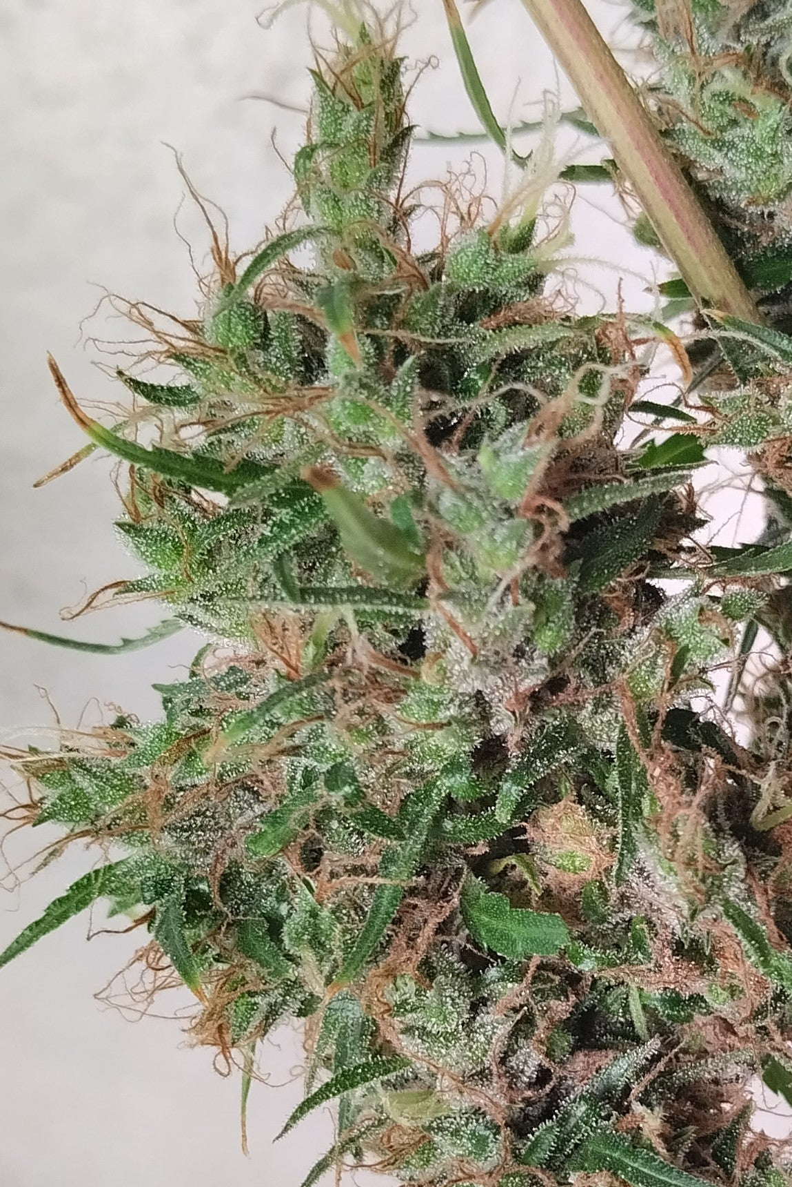 Papua New Guinea Bud
