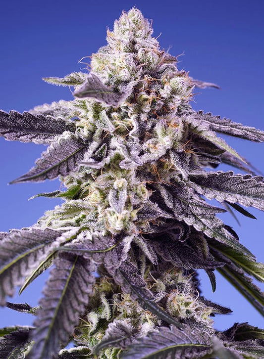 Permanent Jealousy XL Auto® Headbud