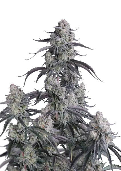 pineapple og auto front pic