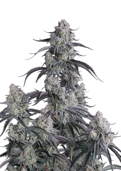 pineapple og auto front pic