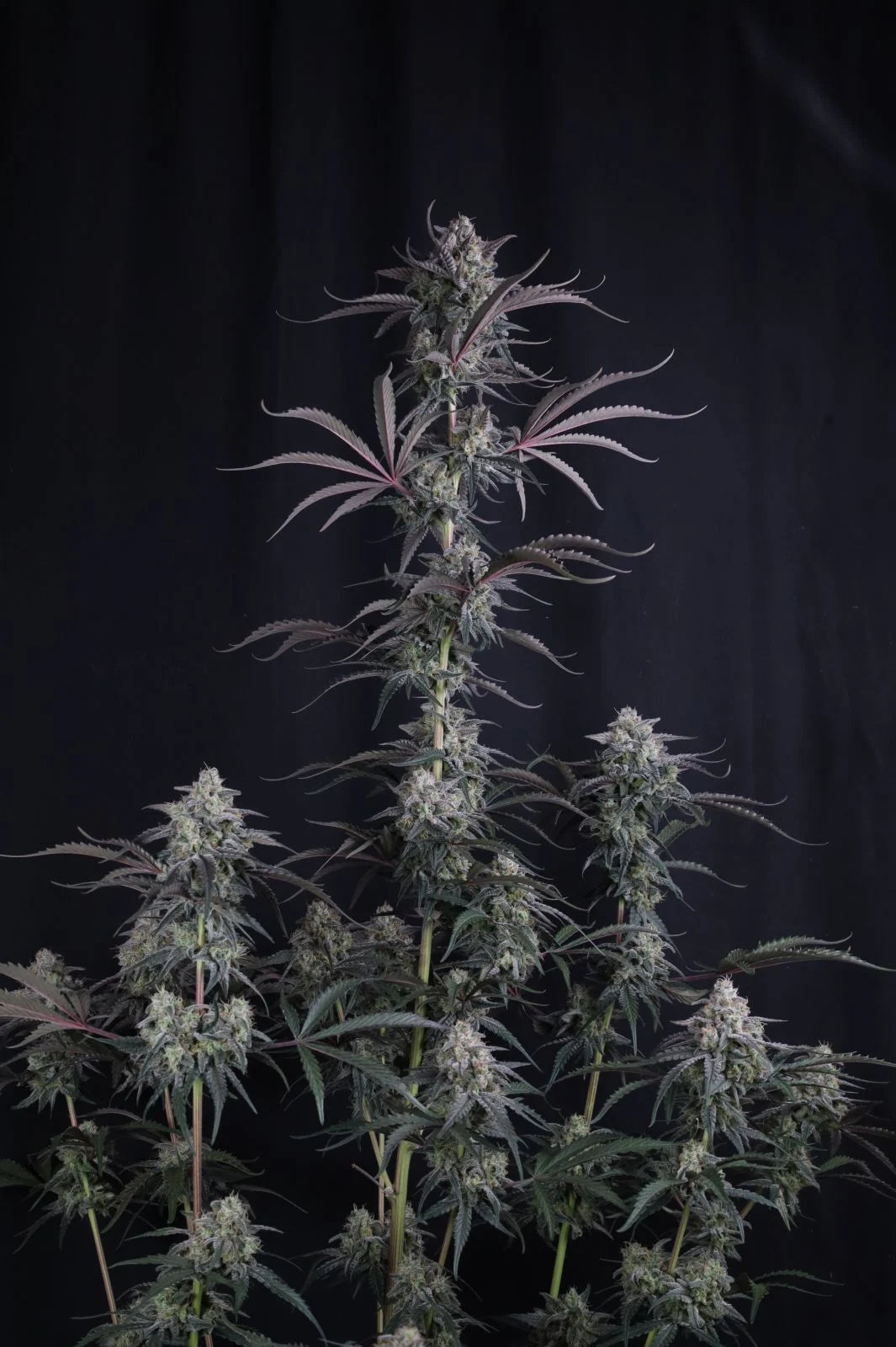 pineapple og auto whole plant