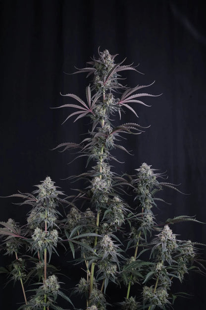 pineapple og auto whole plant