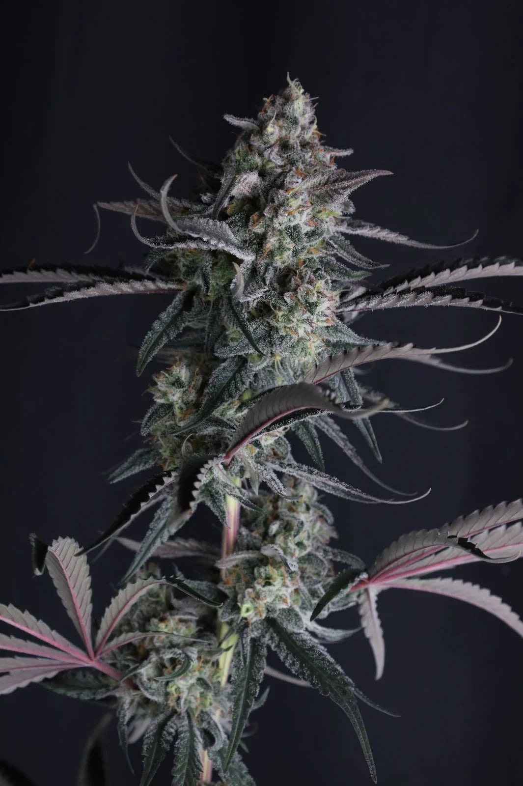 pineapple og auto final 2