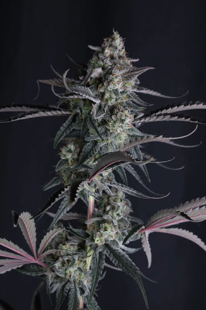 pineapple og auto final 2