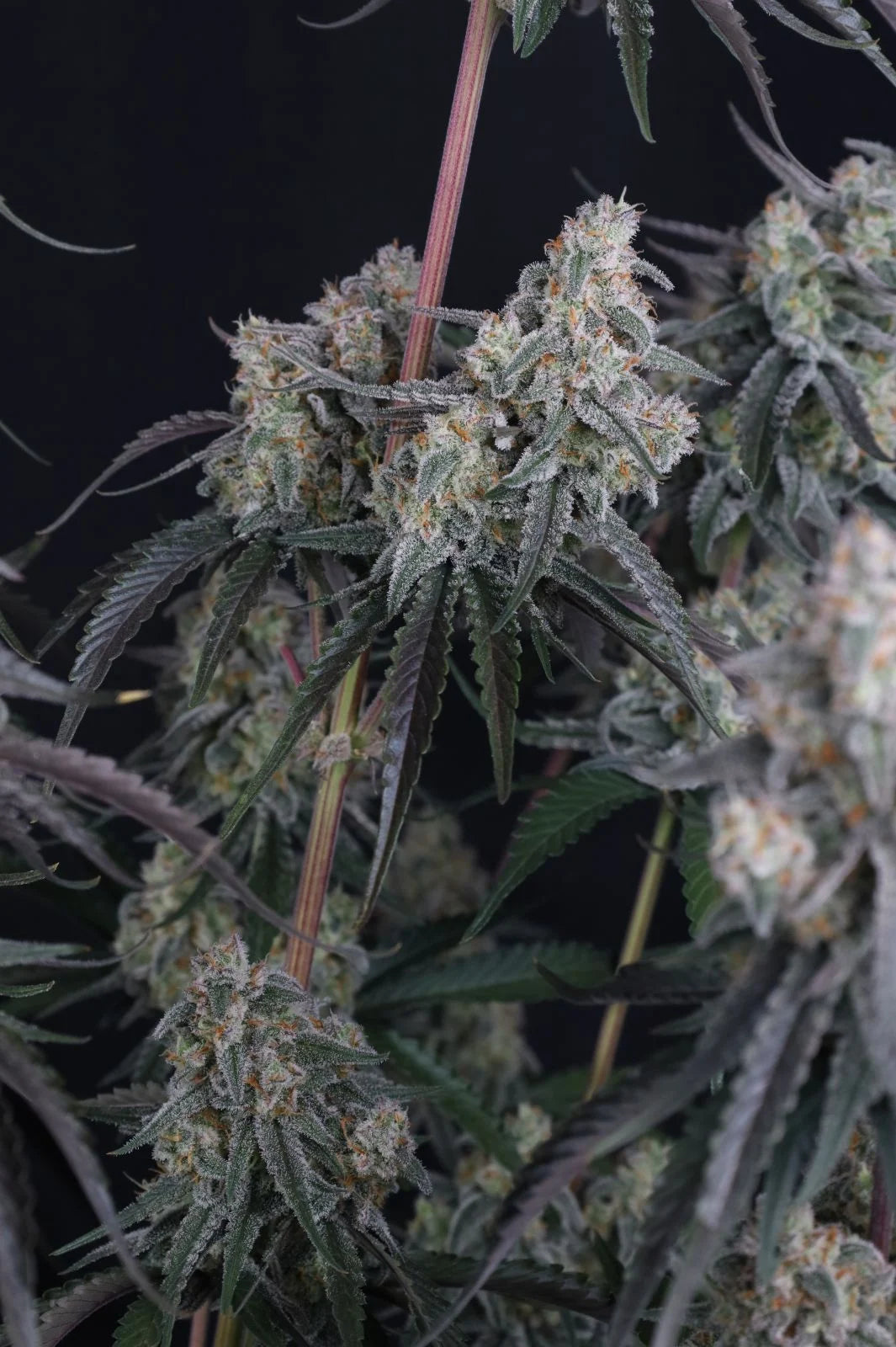 pineapple og auto final 3