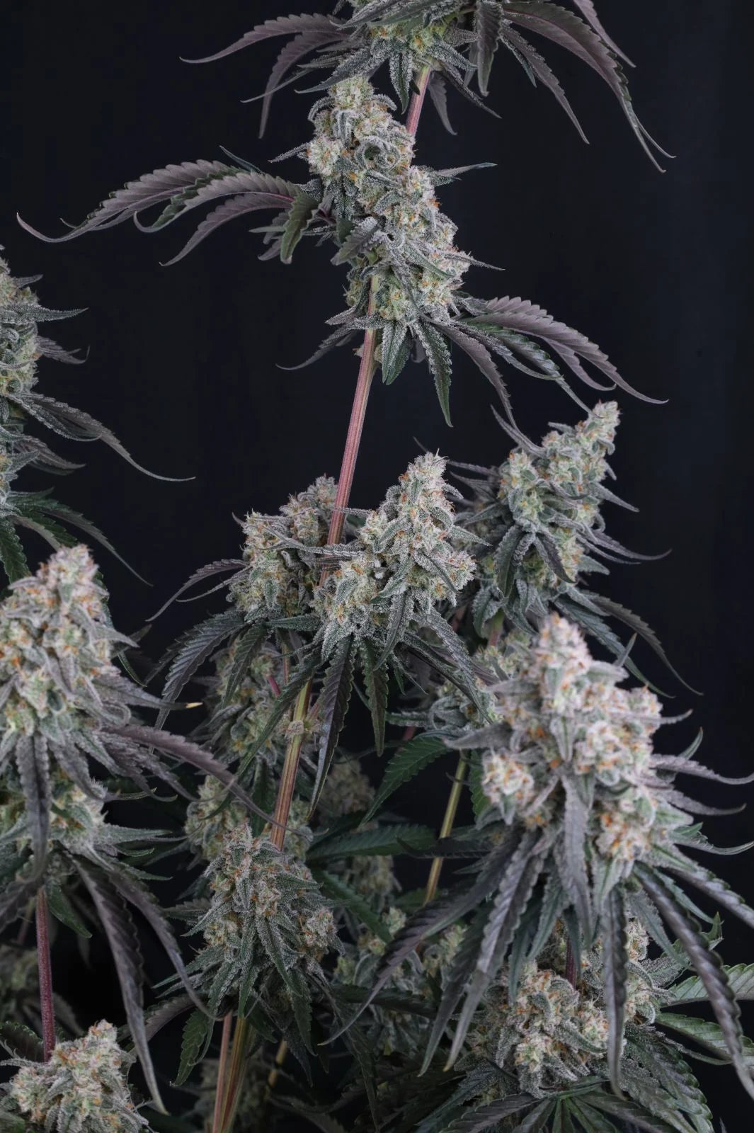 pineapple og auto final 4