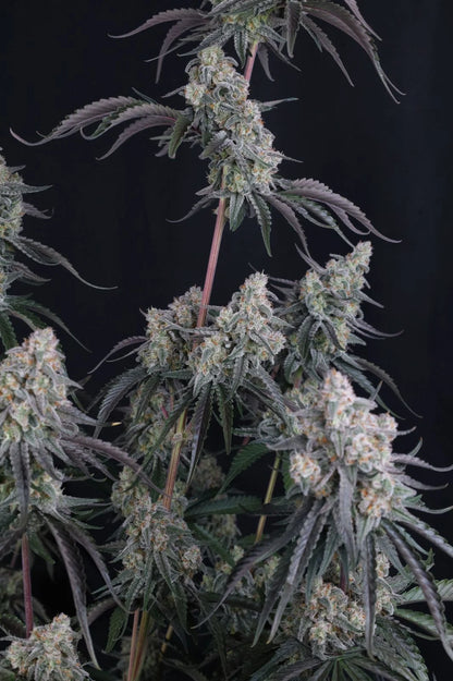 pineapple og auto final 4