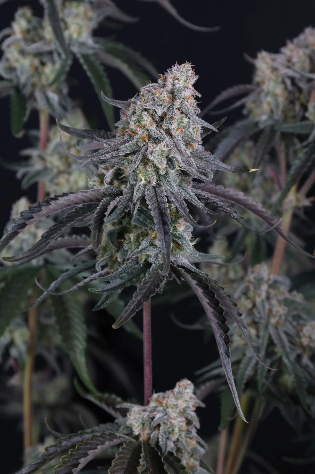 pineapple og auto final 5