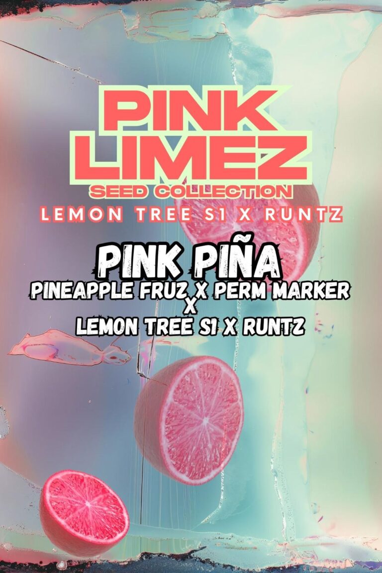 Pink Pina Front Cover