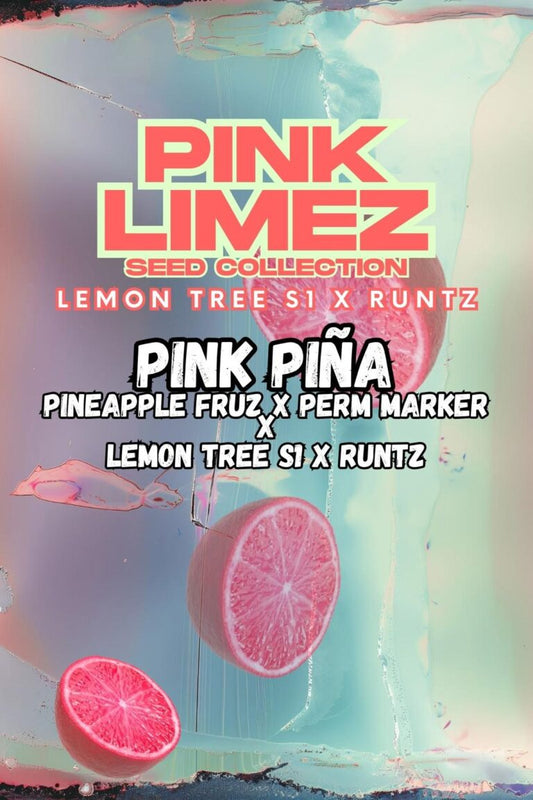 Pink Pina Front Cover