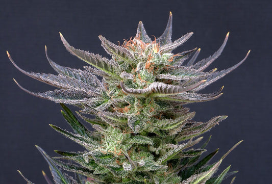 Purple Dream Auto von Kannabia Seeds