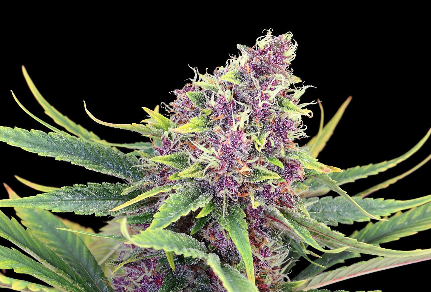 purple-kush-front