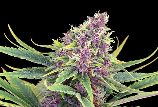 purple-kush-front