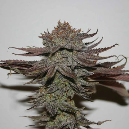 Purple Valley Cooks von true canna genetics