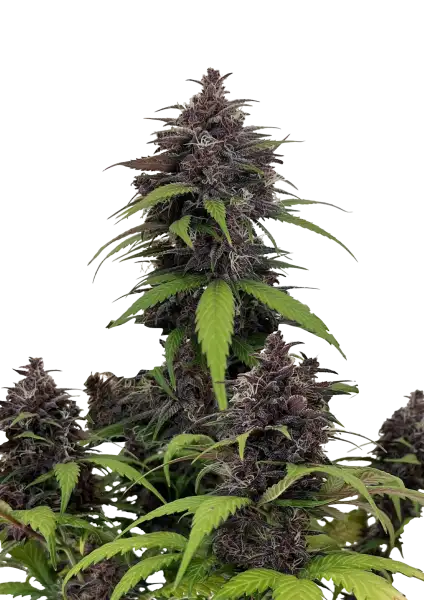 Purple Haze Auto