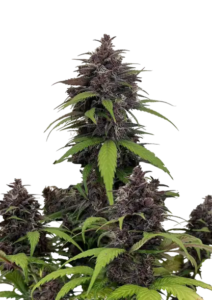 Purple Haze Auto