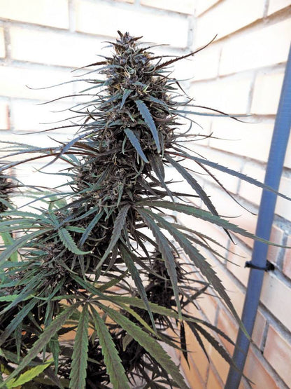 Purple Haze  Malawi Outdoor