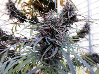 Purple Haze x Malawi Bud Outdoor