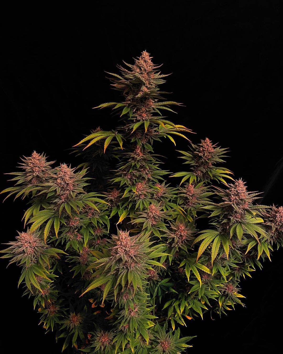 Purple Lemonade Fast Flowering 1