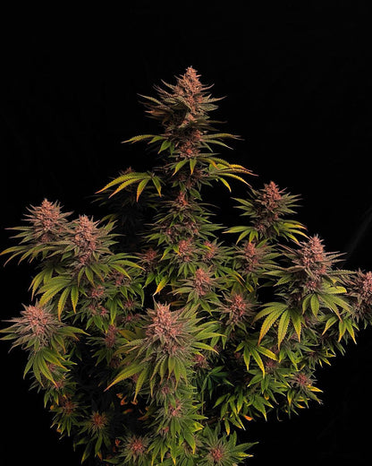 Purple Lemonade Fast Flowering 1