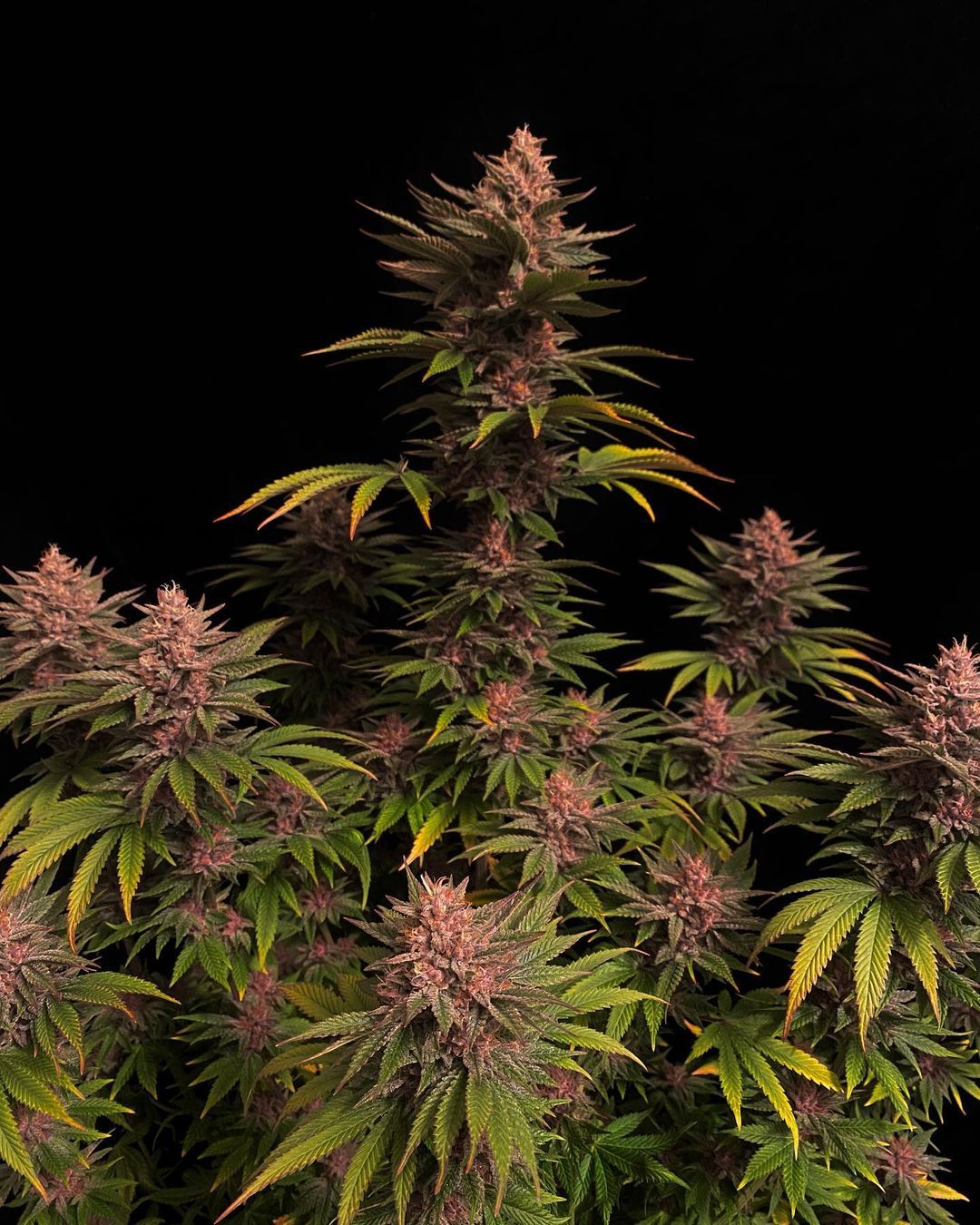 Purple Lemonade Fast Flowering 2