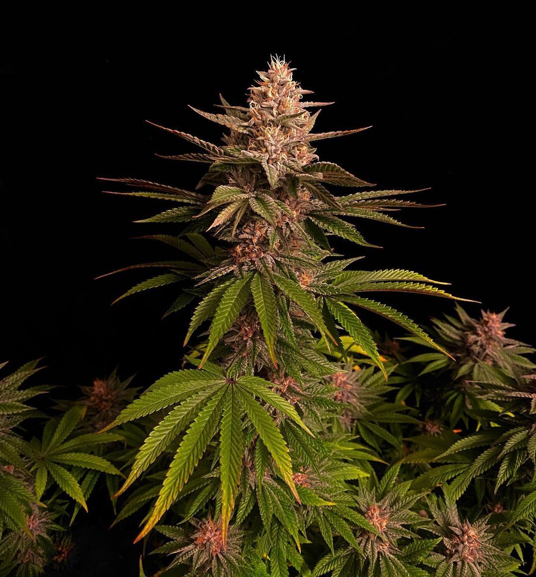 Purple Lemonade Fast Flowering 3