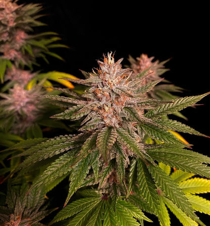 Purple Lemonade Fast Flowering 4