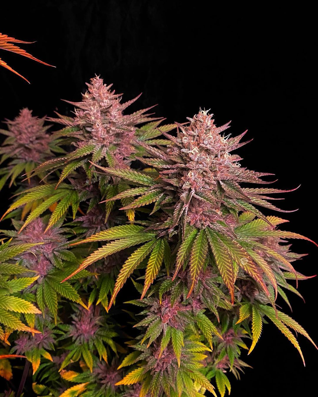 Purple Lemonade Fast Flowering 5