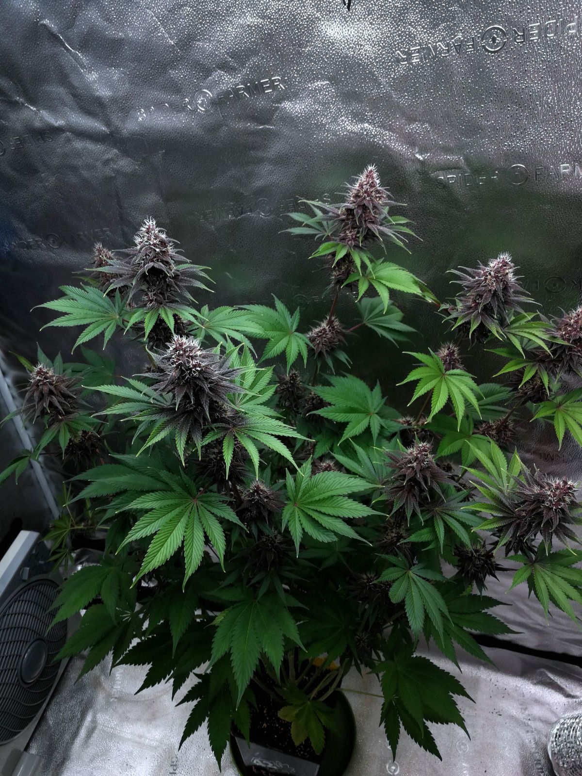 Purple Lemonade Fast Flowering 6