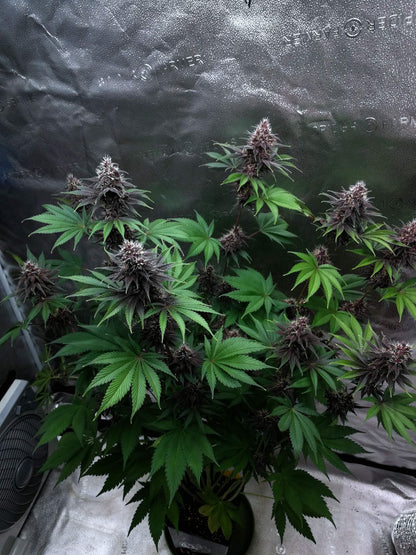 Purple Lemonade Fast Flowering 6