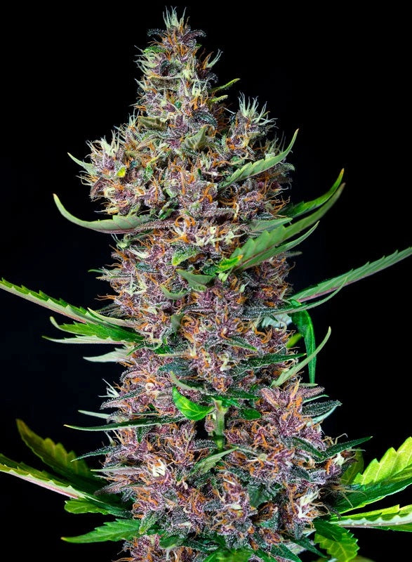 Red Poison Auto Bud