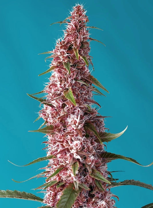 Red Pure CBD Auto von Sweet Seeds