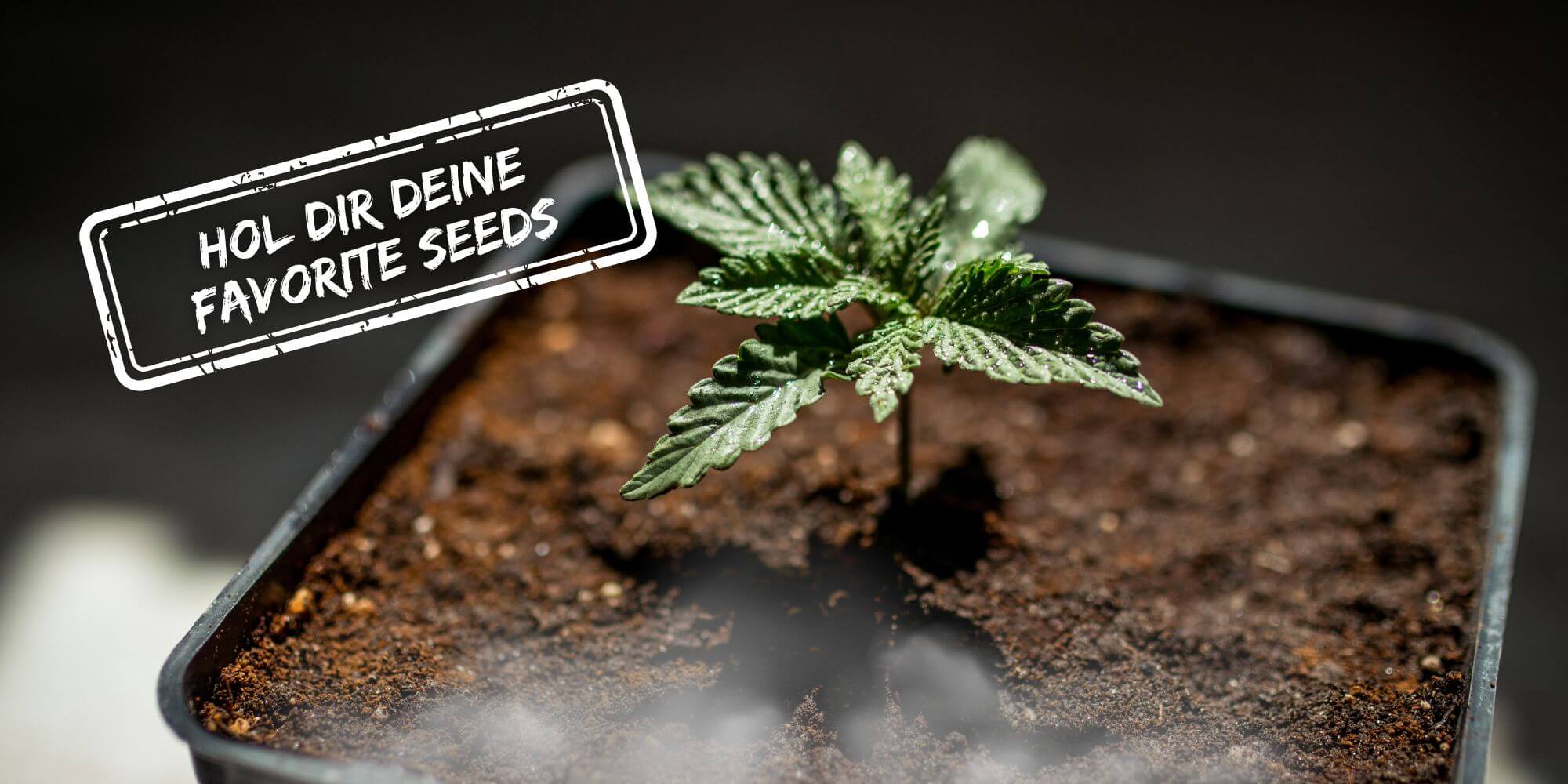 Seed Bank und Hanf Shop - Less Organix