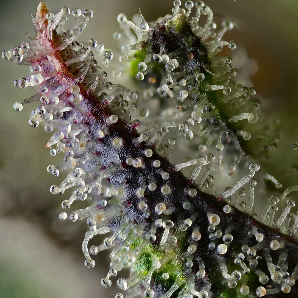 Skunk 1 trichome von Barneys Farm