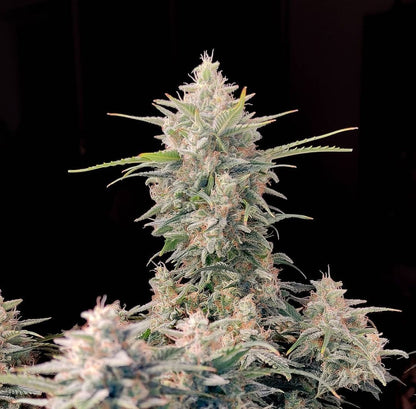 Skunk Auto von Fast Buds Headbud