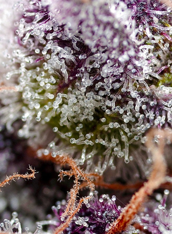 Studio 54 Stardust Auto Trichome