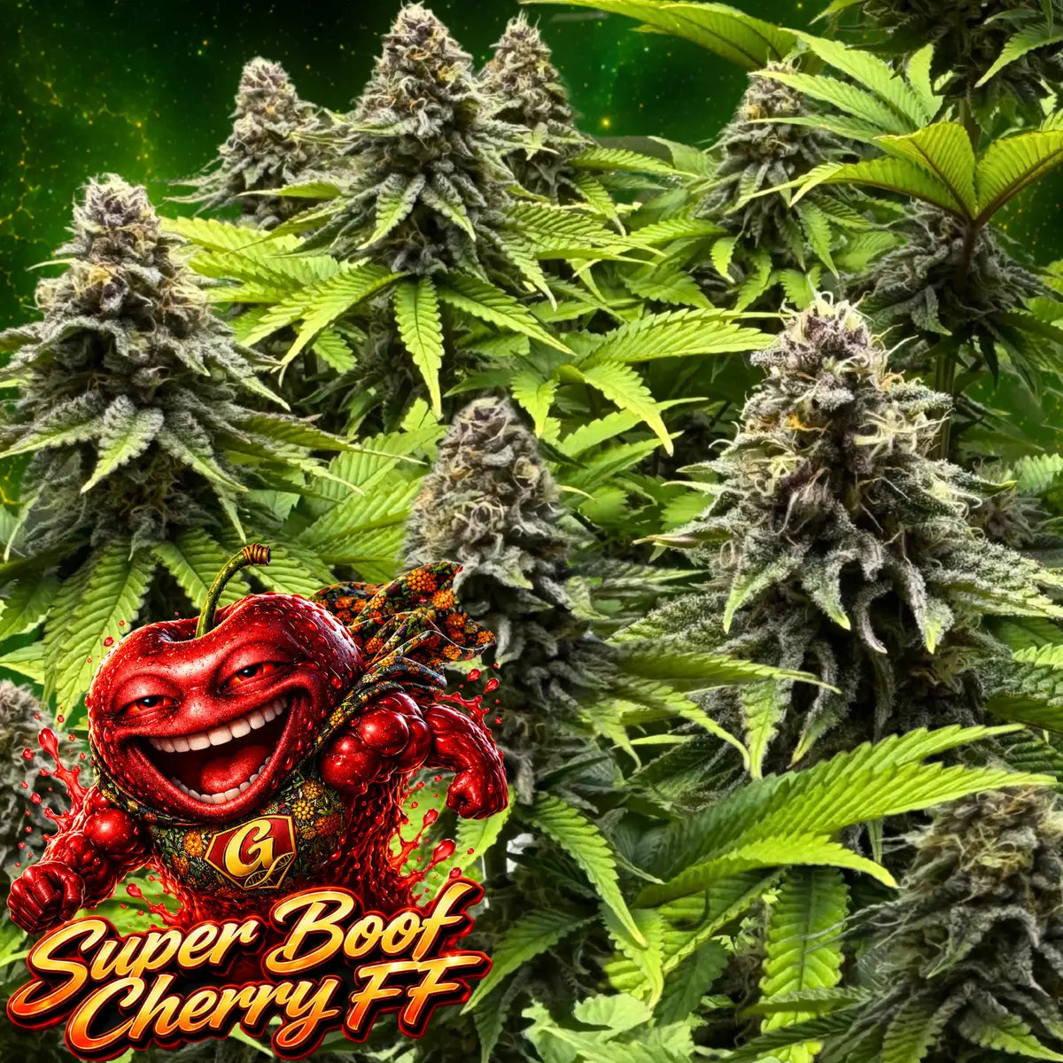 Super Boof Cherry FF Indoor plants