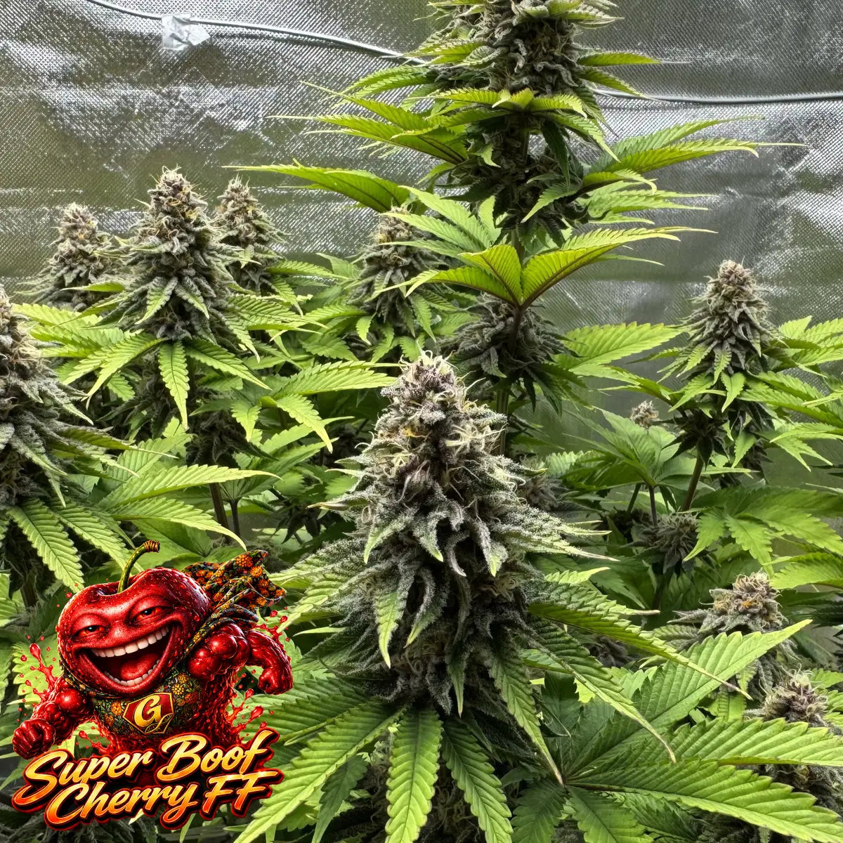 Super Boof Cherry FF Indoor Plants 2