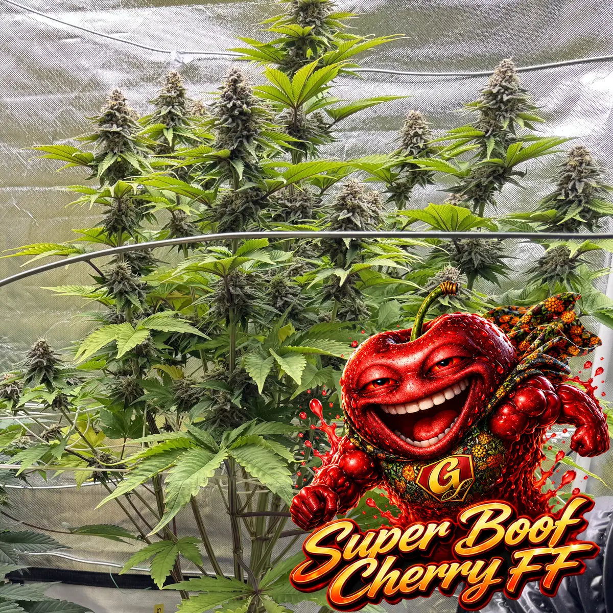 Super Boof Cherry FF Indoor Whole Plant