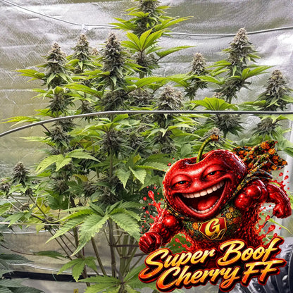 Super Boof Cherry FF Indoor Whole Plant