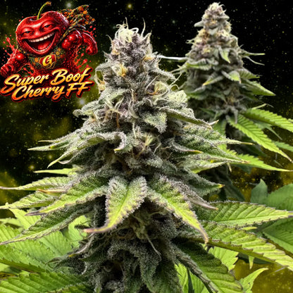 Super Boof Cherry FF