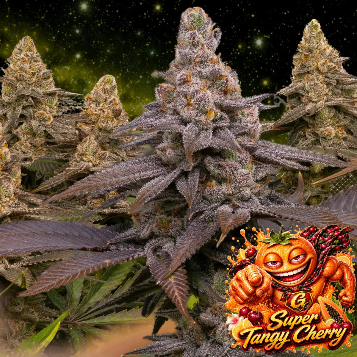 Super Tangy Cherry feminisiert