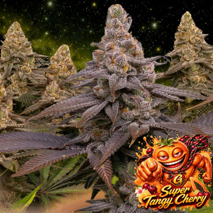 Super Tangy Cherry feminisiert