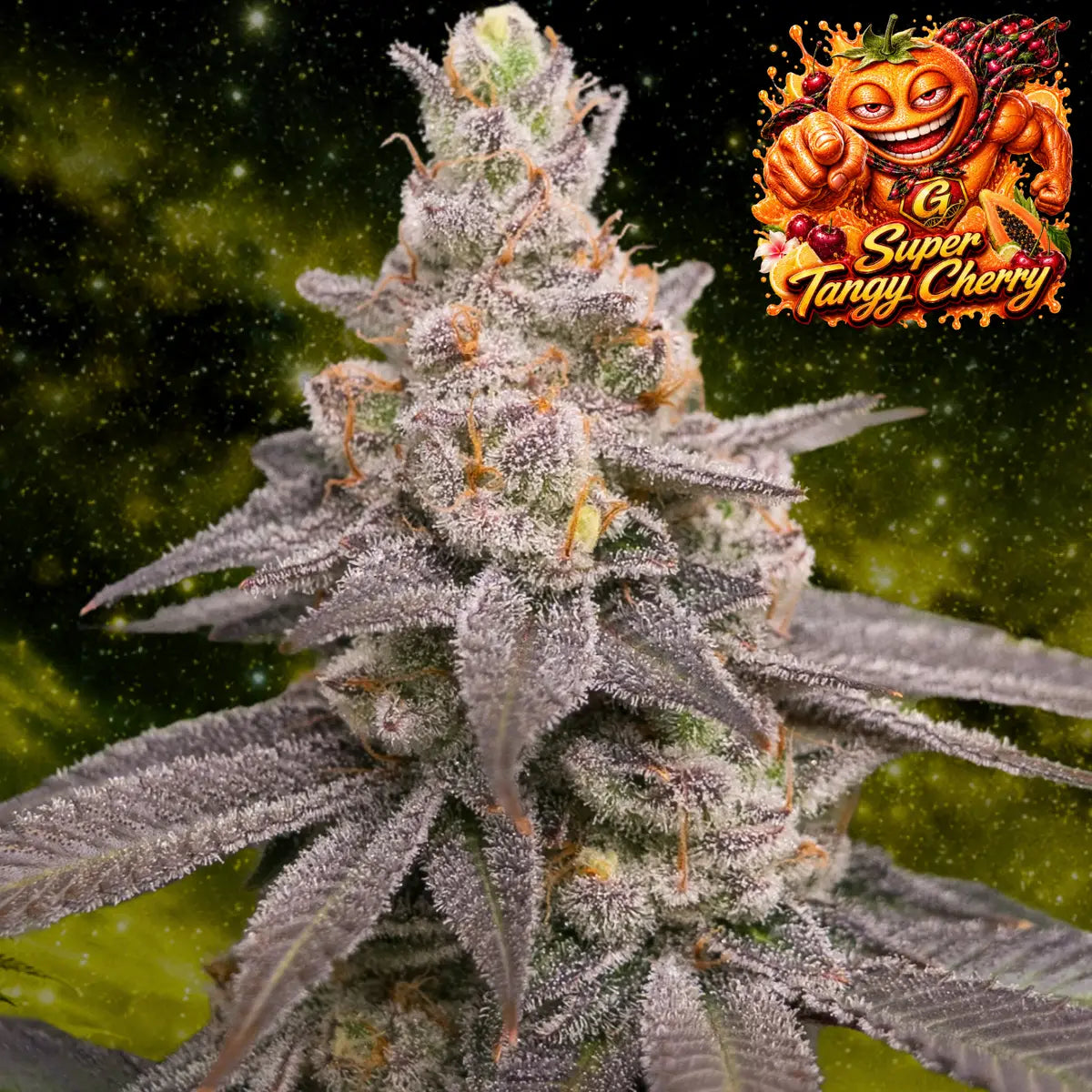 Super Tangy Cherry feminisiert